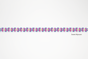 MINI Sweet Alyssum
